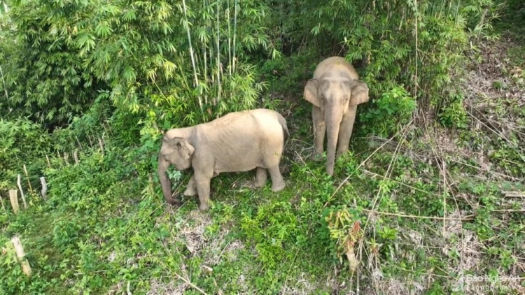 2 p’nong coon căn ruôih crâng chô pa hư nang keo âng đhanuôr đhị Nghệ An