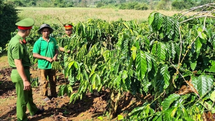 Dak Nông hưn brei răng kơ klei tlĕ kphê