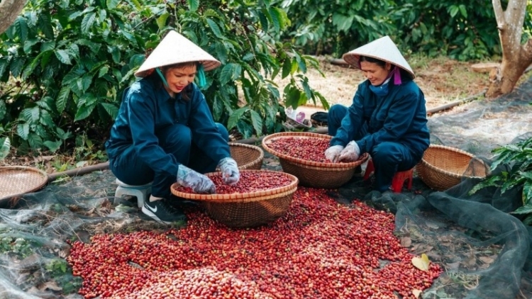 Akŏm pơtăm tơ 'măl păng hơtŏk ka phê kăp gĭt Việt Nam