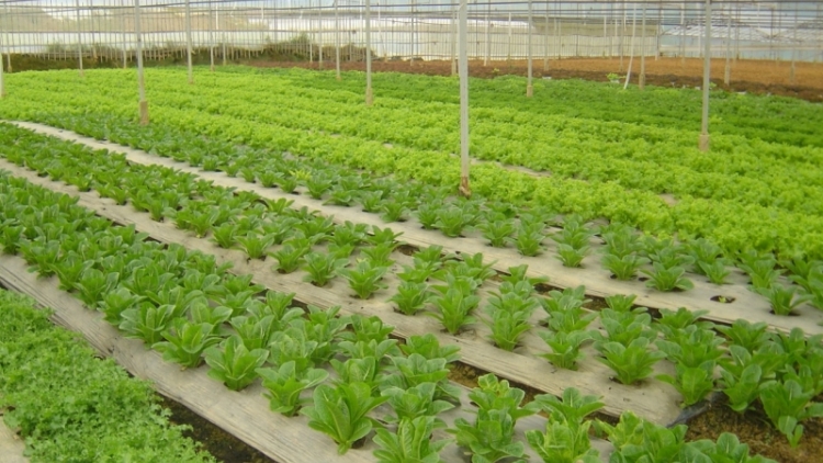 Lâm Đồng ksiêk kjăp bruă kriê dlăng phŭn agha mnơ̆ng lŏ hma VietGAP