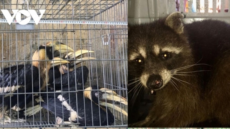 Tr’xăl bh’rợ đươi dua lêệ a đhăh dzăm âng manưih thành thị