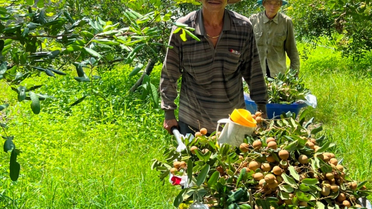 Bình Thuận - pambuak gauk ngak tabiak, ba kein laba tame bruk ngak mbang, pablei salih, duah jalan pablei tabiak pandap panda  