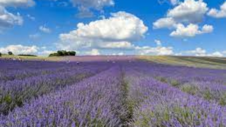 T'RUIH T'NGAY 28/10/2022