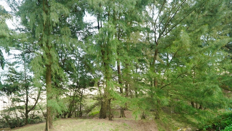 Quảng Bình: Lêy cha mêệt tu bhiệc pa hư 12ha crâng coh chuôh