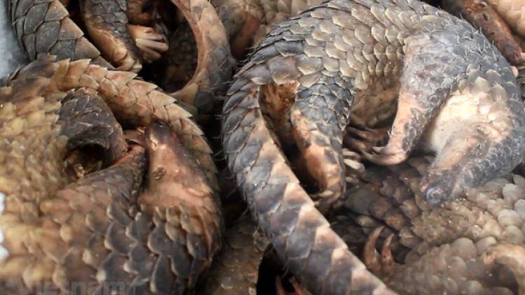 Xăl bh’rợ đăh cha ađhăh dzăm vêy cơnh choom pa trơơi pr’luh cr’ăy tơợ ađhăh dzăm ooy acoon manuyh