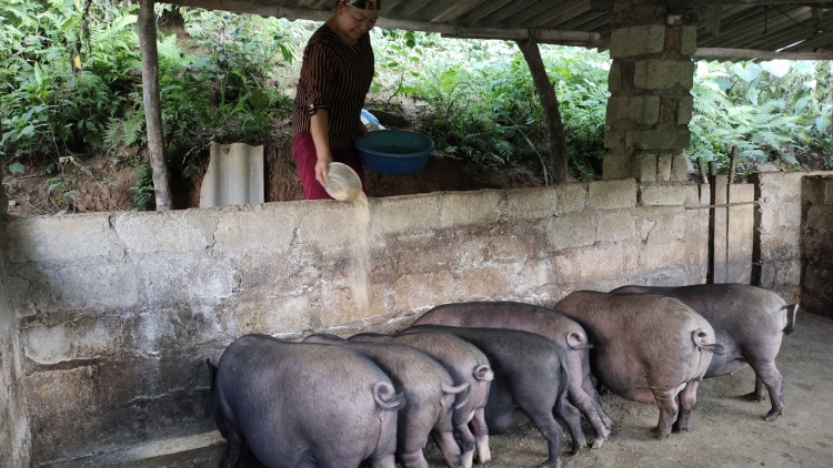 LIỆNG FẰN MU ĐĂM KHA BẢN PỀN THÌNH CÚA KHAI TẢY CHÈN