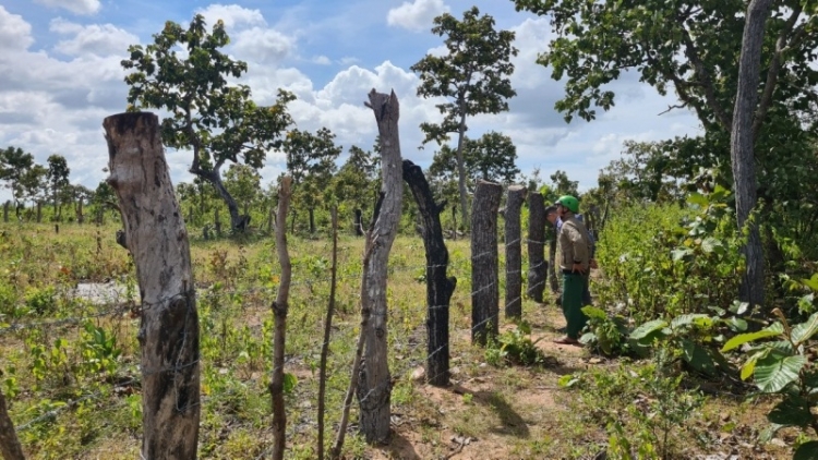 Gia Lai: Tơnap tap pơkăp jang vei lăng bri