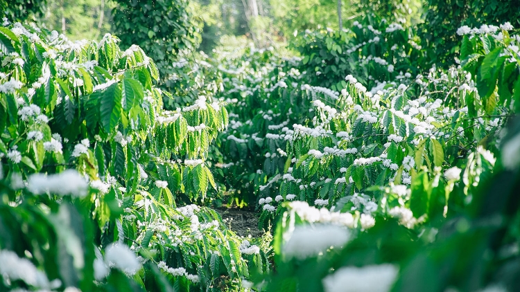 Vận động buôn làng đánh giặc