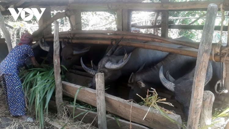 Quảng Ngãi: Chr’năp t’rí xiêr ếp bhlầng, đhanuôr bil bal ngân bhlầng