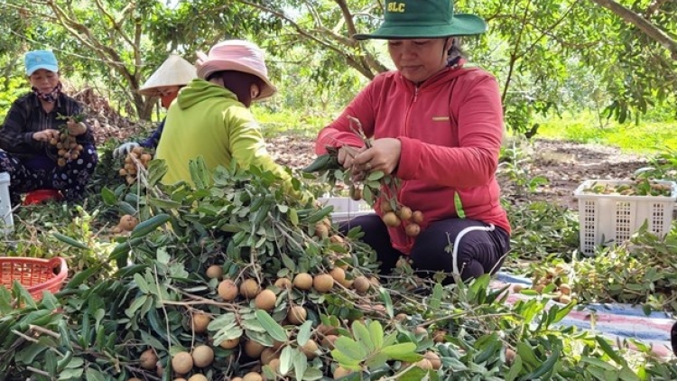 BREI MÃ BHUM PALA DI BA RIA - VUNG TAU