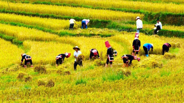 Phai paz nhây phiến