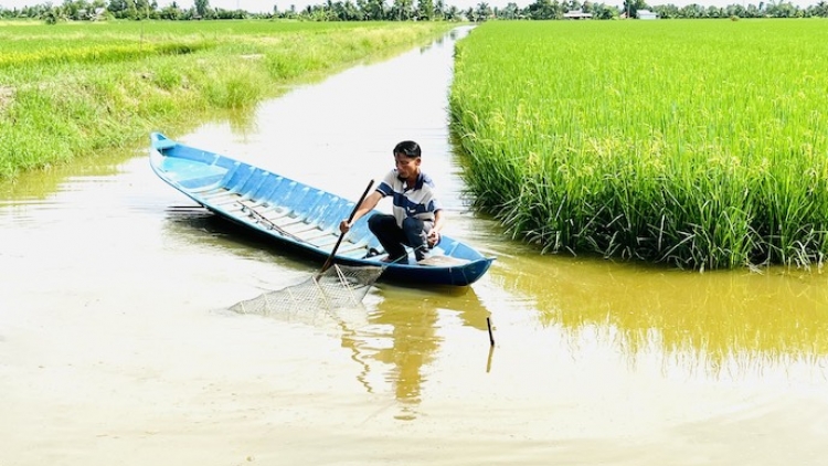 ជីវភាពមានការរីកចំរើននៅតំបន់ដីប្រៃអាស្រ័យជ្រើសរើសទម្រង់ចិញ្ចឹមបង្គាឆ្លាស់ជាមួយដំណាំស្រូវនៅខេត្តបាកលីវ។