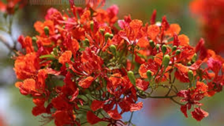 T'RUIH T'NGAY 20/11/2022