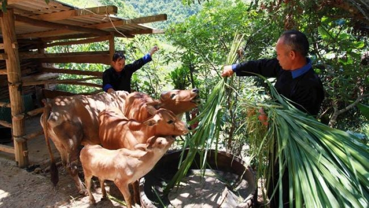 Pêi pro hên troăng mơdêk cheăng kâ kơpong hdroâng kuăn ngo