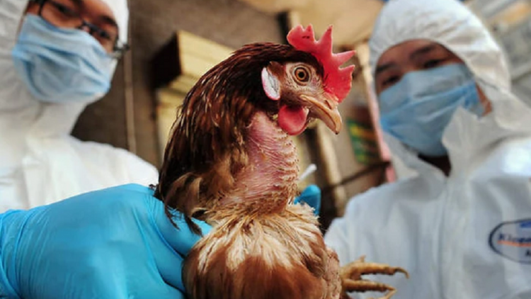 DOM KADHA BREI THAU LAC NJAUK RUAK KUM A/H5N1 DI MENUAC SAONG JALAN PACANG CAGA