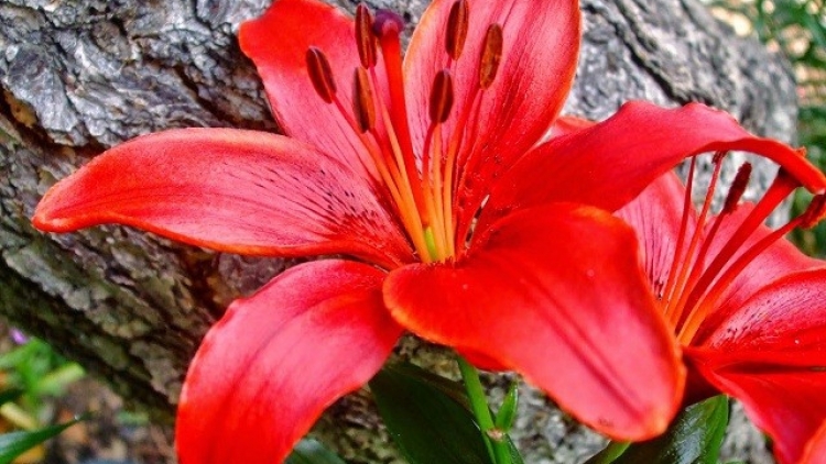 T'RUIH T'NGAY 4/11/2022