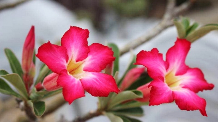 T'RUIH T'NGAY 12/11/2022