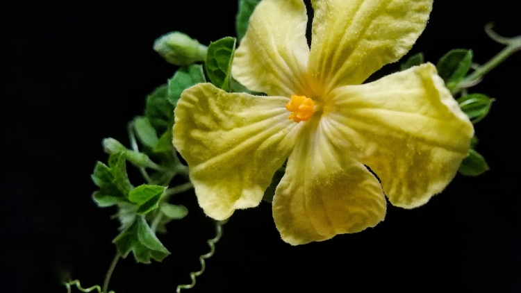 T'RUIH T'NGAY 11/11/2022