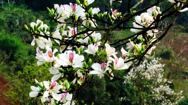 T'RUIH T'NGAY 8/11/2022