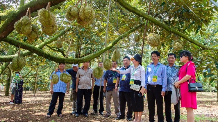 Dak Lak thăm pơkuâ mah kơxô̆ kơpong pêt plâi sầu riêng