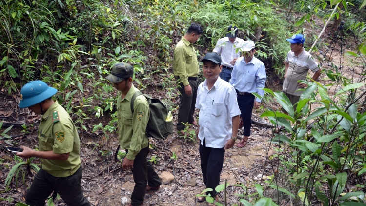 Quảng Nam vêy lâh 331.000 ha đơơng đoọng zên chroot zư lêy crâng