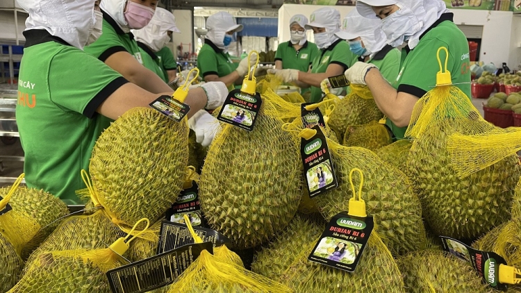 TIEN GIANG: PAGLAONG PREIN MERIAK GAUK KA BAOH DURIAN PABLEI TABIAK NEGAR LANGIU