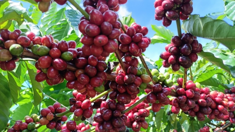 Kon Tum: Bơsong broă ờ tơl cau pĭc plai tàm kàl tơnhào kơphe 