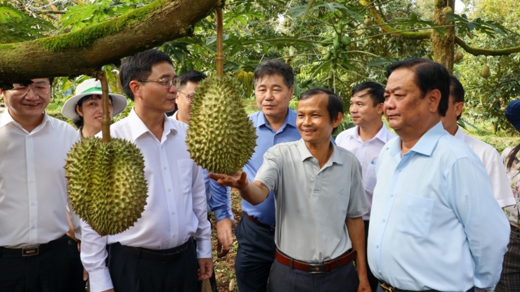 MINTRI NGAK NONG SAONG PATAGOK PALEI PALA BAHRAU PATABIAK SARAK KA BRUK CAK ROK PATAGOK KHANG KAJAP BRUK PALA PHUN DURAIN, CHANH DÂY