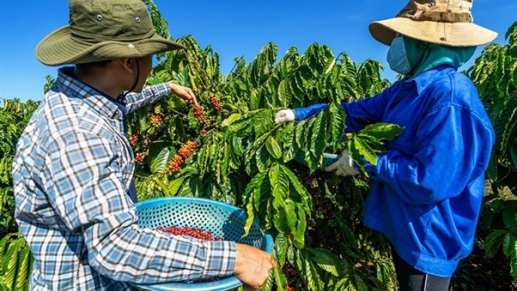 Vei kơ jăp hơnăn rim tơmam drăm kăl tơring kon pơlei kon kông păng groi kông