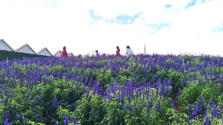 Lâm Đồng: tơmơt jên jang atŏk tơ iung tơmang pơhiơ̆ chŏh jang sa tơƀơ̆p tơhlăk tơhlĭn