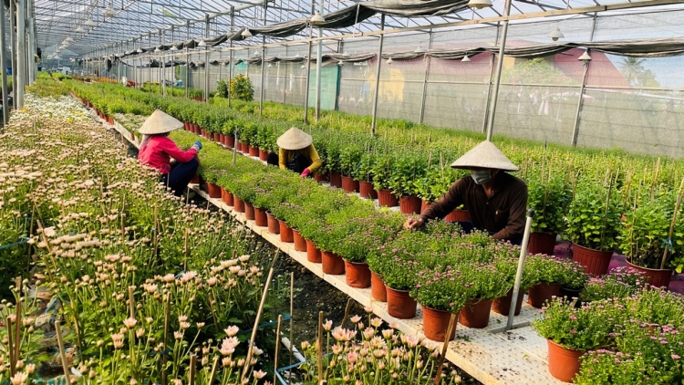 URANG NGAK NONG BHUM TANERAN KRONG CUU LONG JAR VAR KA BILAN TẾT