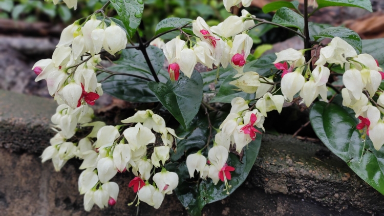 Mơak Thŭn Bhang Mrâo