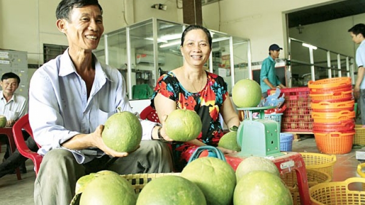 ផ្លែក្រូចថ្លុងសំបកបៃតងរបស់ខេត្តបេនត្រែដំបូងបង្អស់បាននាំចេញទៅសហរដ្ឋអាមេរិក។