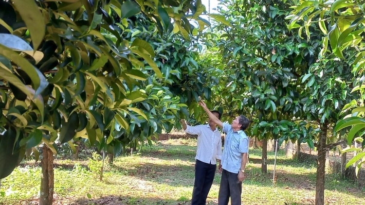 C’moo 2022, Tiên Phước zooi đoọng 8,8 tỷ đồng pa dưr pr’đhang bhrợ cha nang chr’noh