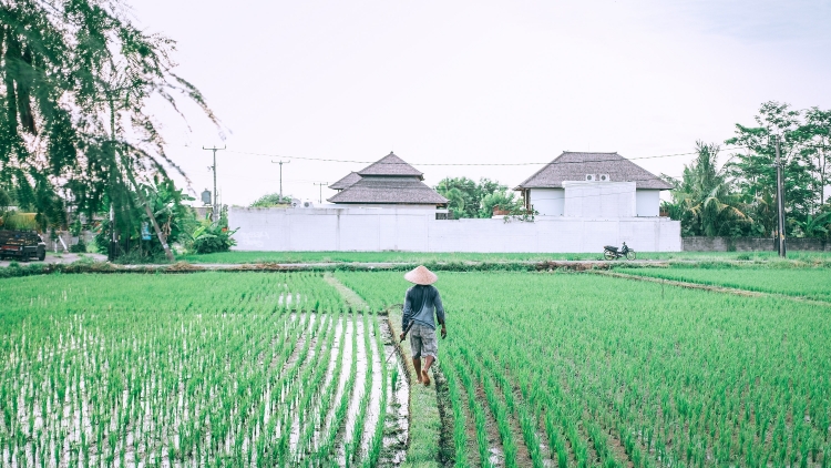 ទិដ្ឋាភាពជនបទថ្មីនៅឃុំ Nhơn Ái ស្រុក Phong Điền ក្រុង Cần Thơ។