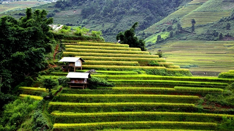 Phai paz nhây phiến