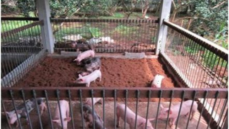           Nau ƀư kan rklaih lơi ndŏk nja tâm nau mât rong đah chế phẩm sinh học