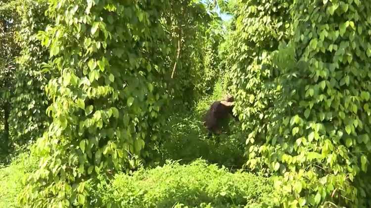 Troăng rơhlâ pêi chiâk krá tơniăn a kong pơlê Dak Nông