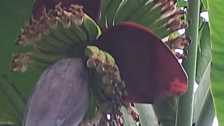 Yăldliê kahan Dam Bhu leh anăn Dam Bha kdrêč 1