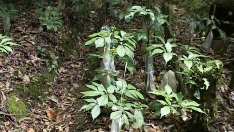 Kon Tum: Ung mô̆ lui ƀuôn prŏng nao dôk ti čư̆ Ngọc Linh pla sâm hrui wĭt prăk êklai grăp thŭn