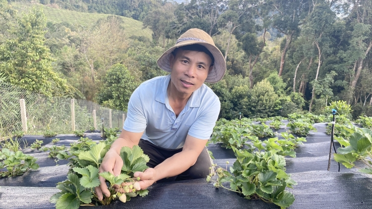 Kon Tum: Ùr bơklau sơrbì ƀòn drà lòt tus bơnơm Ngọc Linh tam kơnuh sơnơm lơh geh priă jền tơmàn đong pah nam 