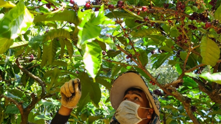 Gia Lai: Ntơr uĕh bah bôk nău kan n'hŭch ach o ta nkual rnoi mpôl đê̆