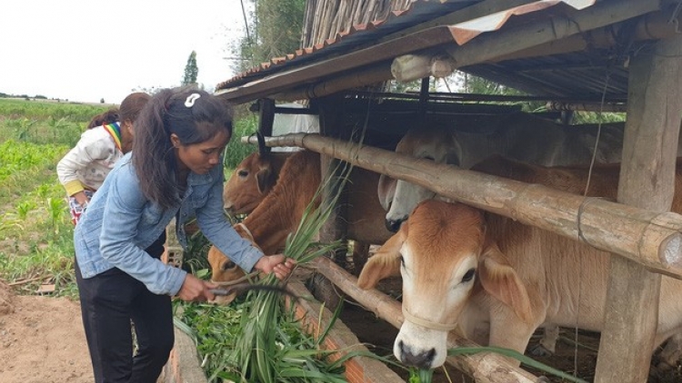 ប្រសិទ្ធភាពនៃកម្មវិធីកាត់បន្ថយភាពក្រីក្រនៅតំបន់ជនរួមជាតិភាគតិចរបស់ ខេត្តយ៉ាឡាយ។