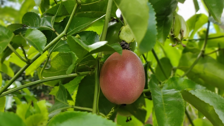 Kuk kông bôr tôk bre mai (Chim bôr tôk gọi em)