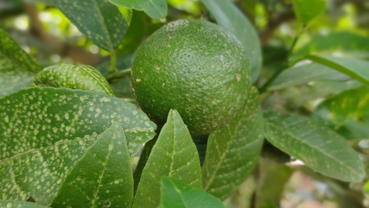 Mơak thŭn bhang mrâo