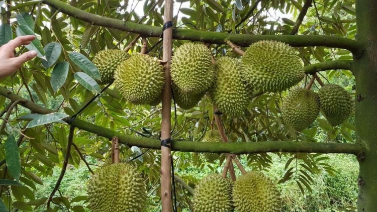 JHUI BA GAUK SALIH TAPA PALA DURIAN RILO