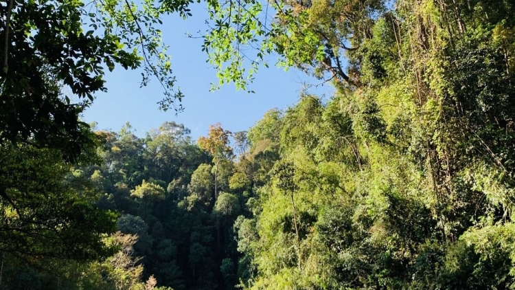 Tơm a la chă  đak krông Dạ Huoai