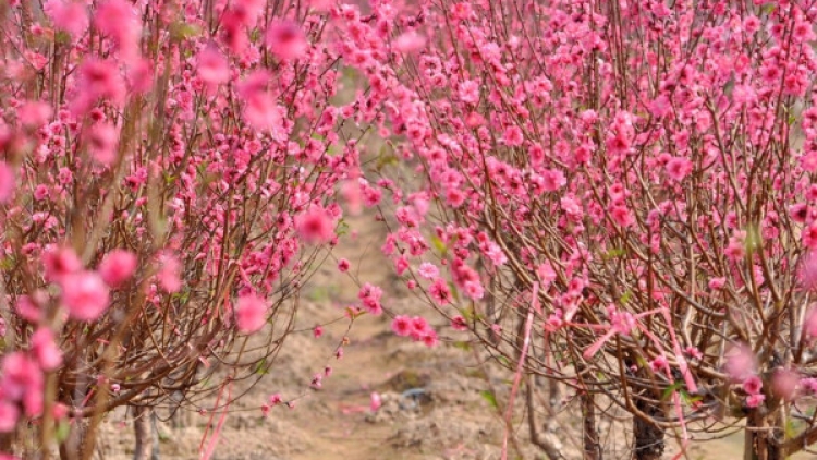 Dịu dàng sắc xuân