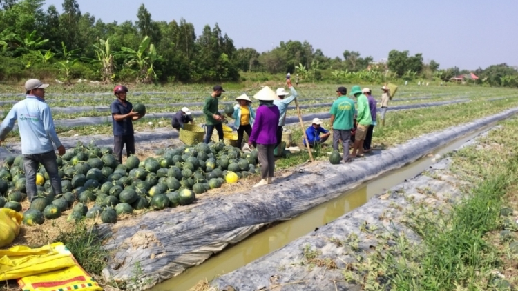 បណ្ដាឃុំជនបទថ្មីតាមបែបគំរូនៅស្រុកភឿកឡុងខេត្តបាកលីវ។ 