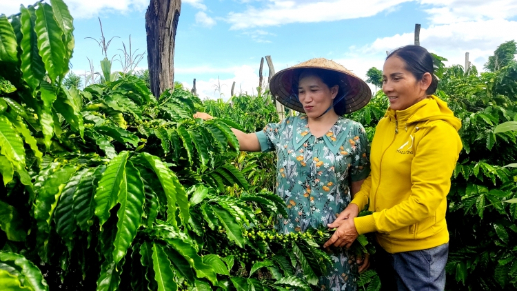 Dak Lak: Vâi kơdrâi hdroâng kuăn ngo hơ’lêh túa tơmiât, túa pêi vâ mơnhông cheăng kâ, kơdroh kơtiê krá ton